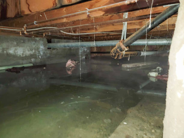Best Water damage restoration specialists  in Hayward, WI